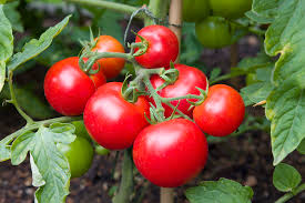 Tomatos growing on a vine.